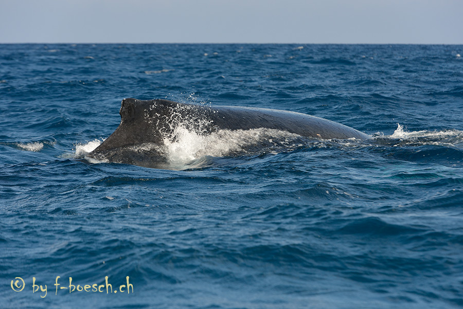 Wale Mauritius