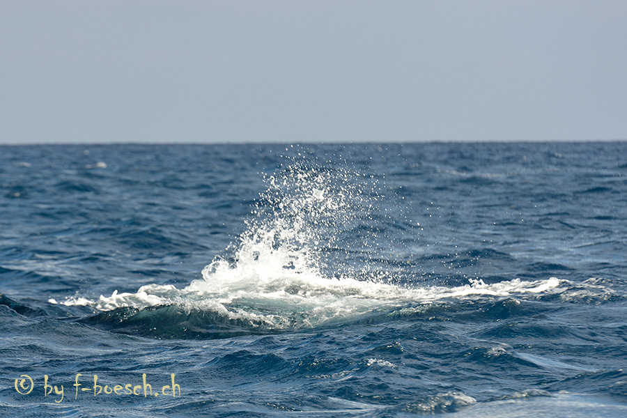 Wale Mauritius